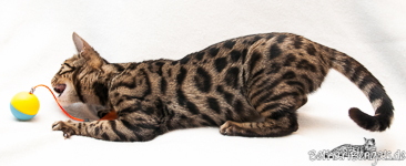 Bengal Katzen Hessen